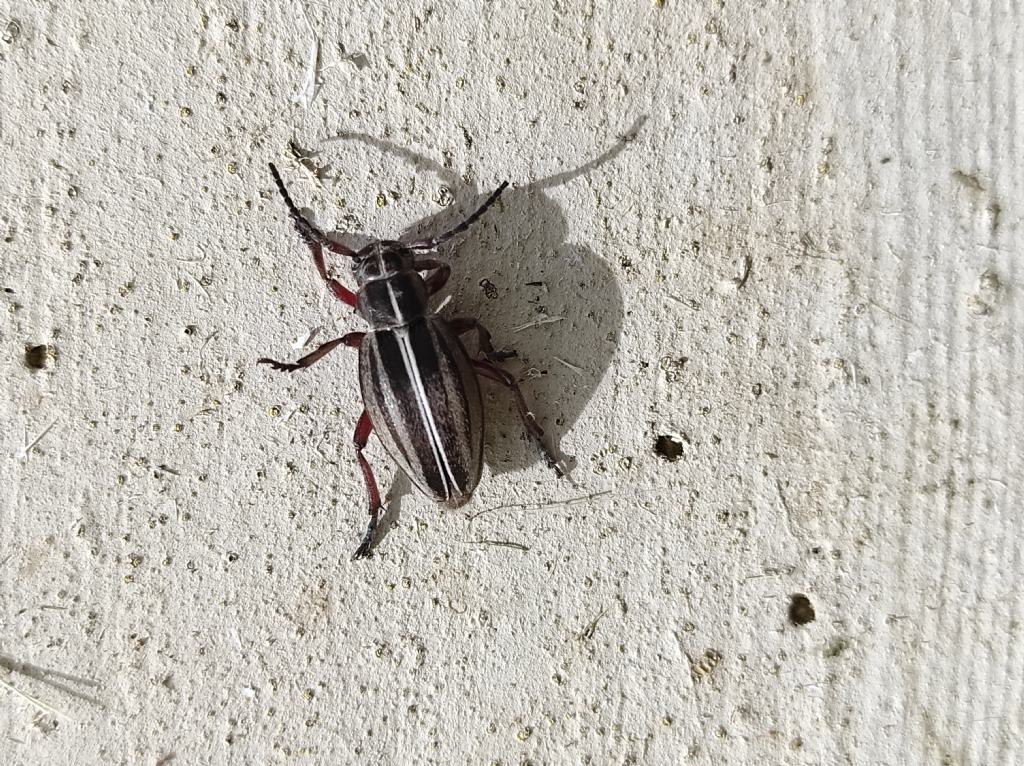 Cerambycidae: Dorcadion etruscum m & f